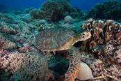 tartaruga marina gili trawangan indonesia