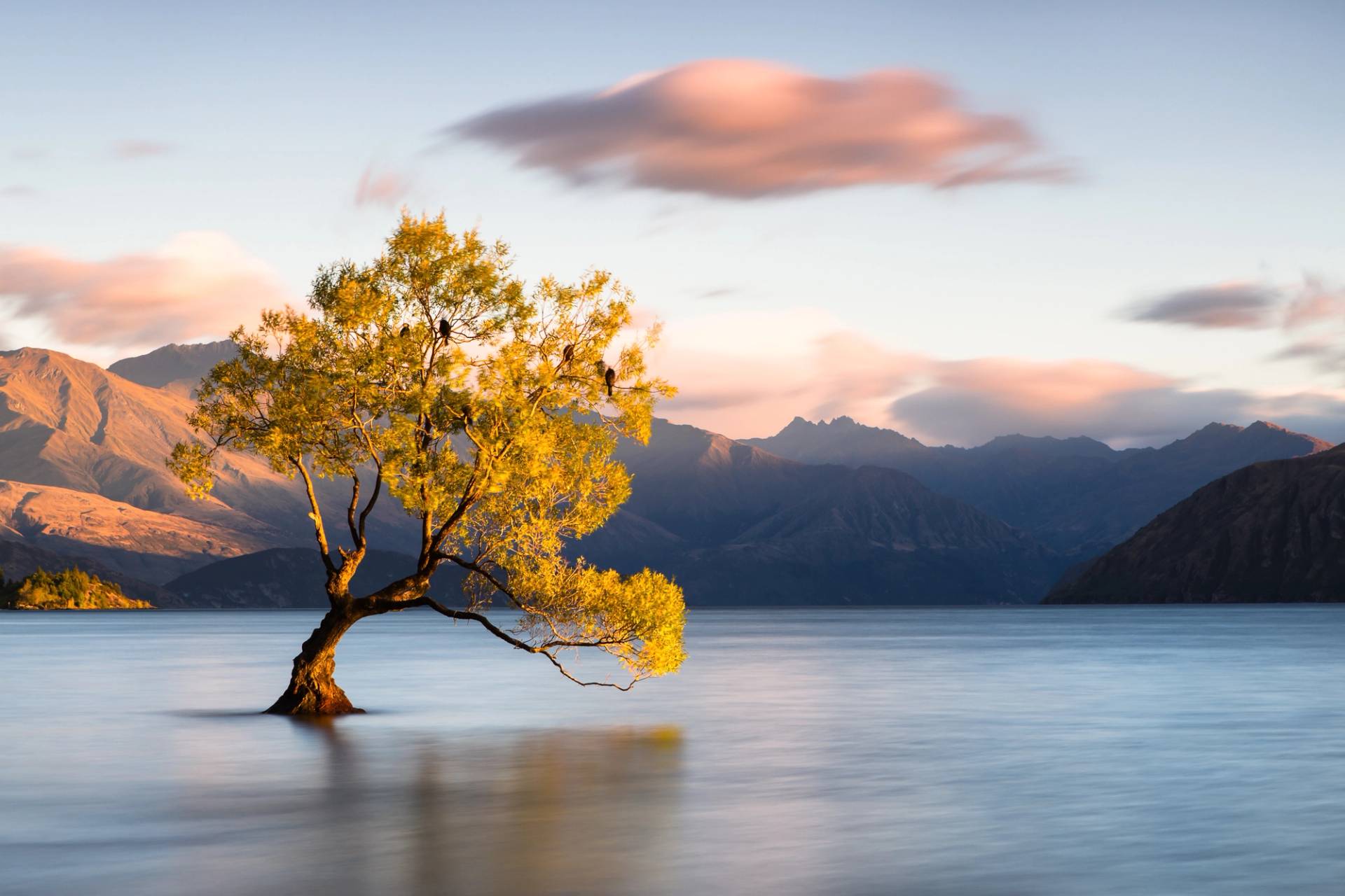 albero nel lago wanaka