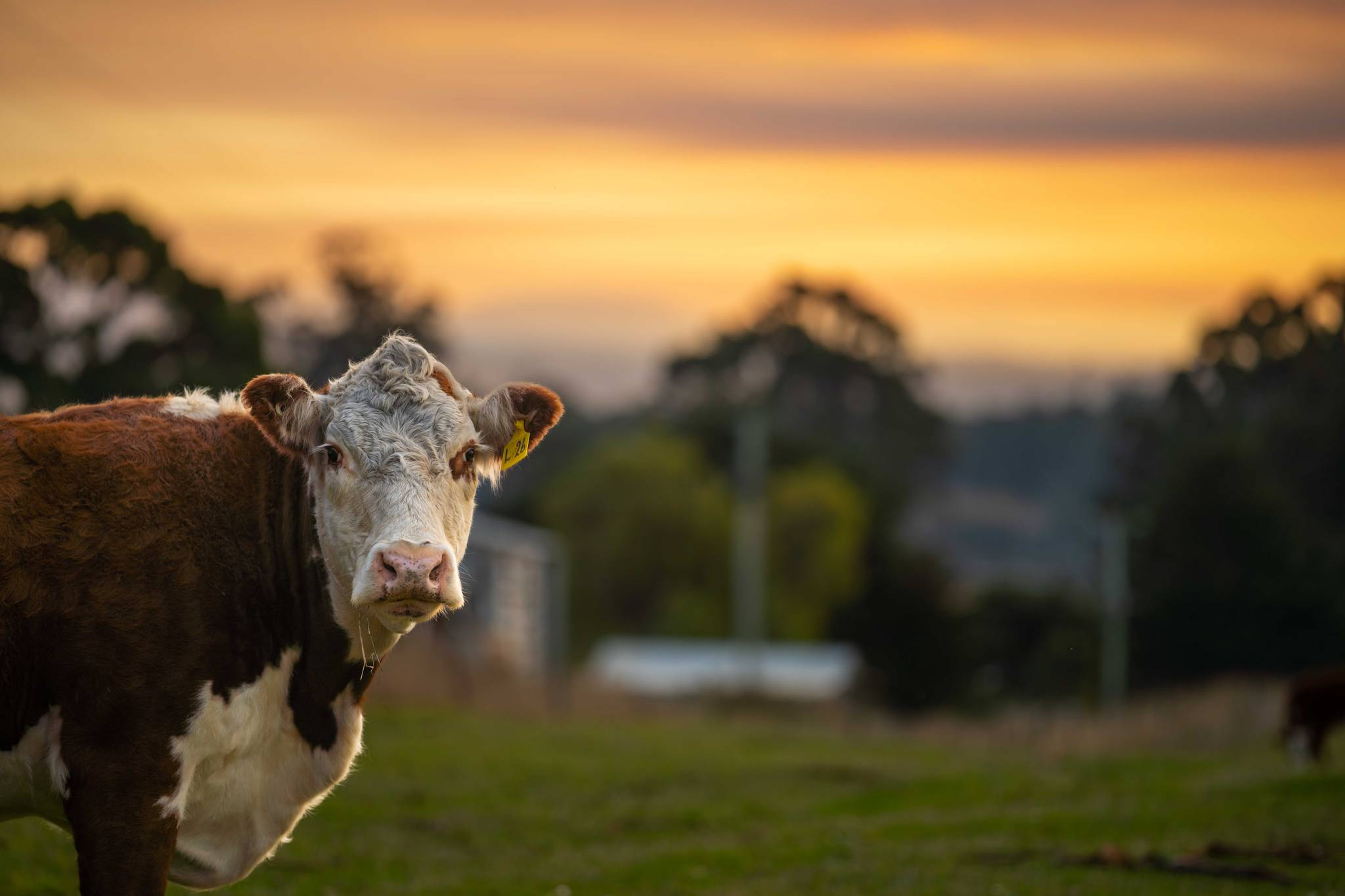 mucca al pascolo