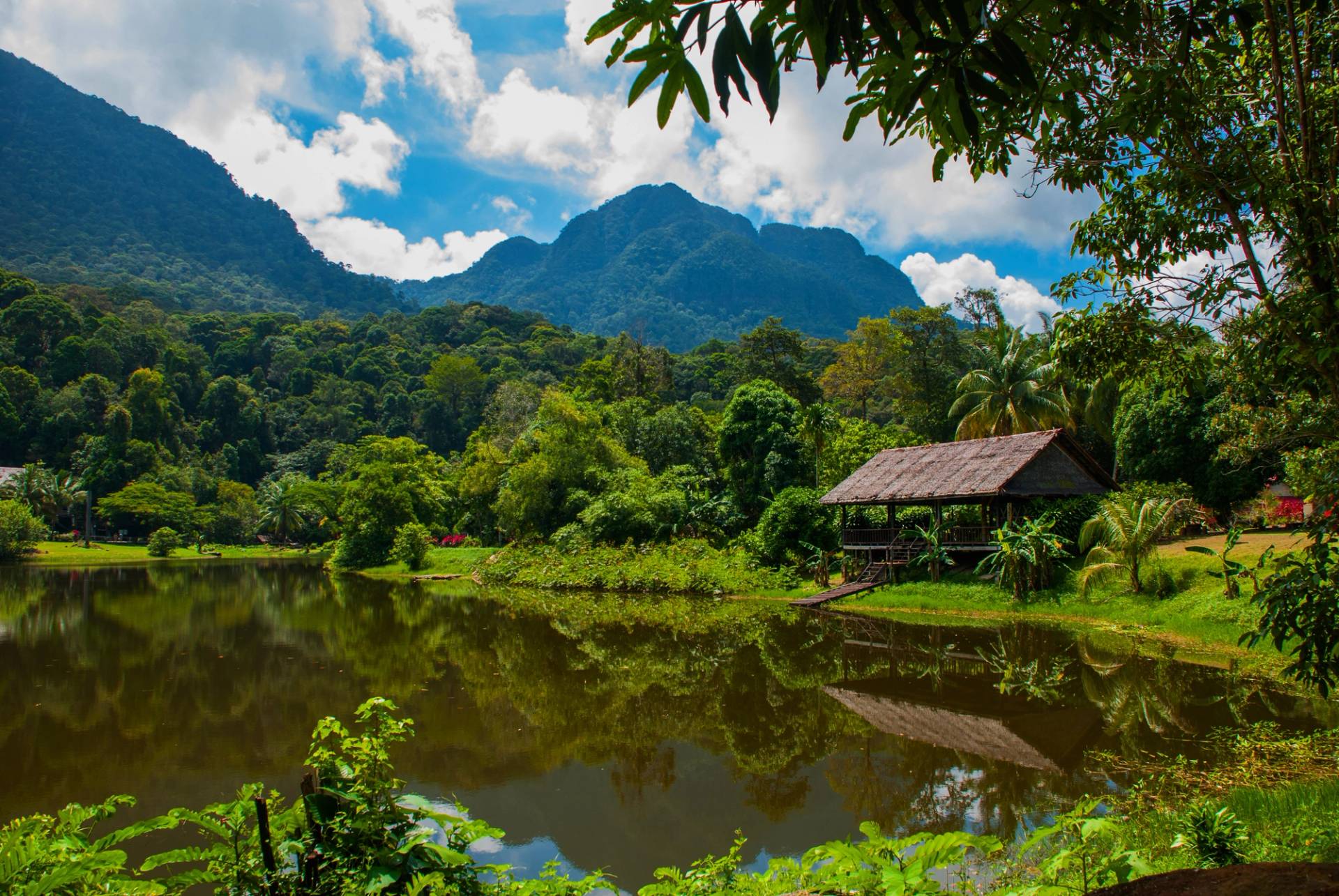 Kuching jungle 