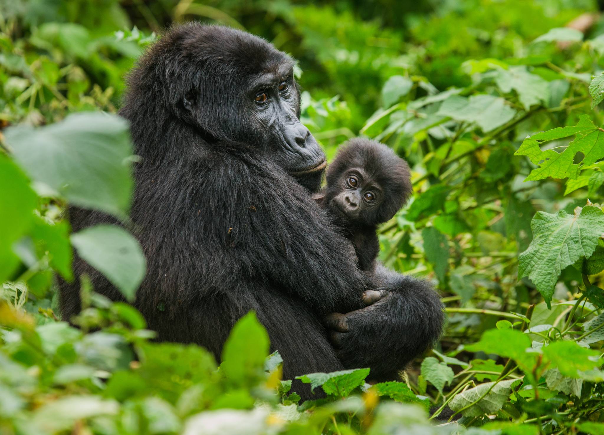 gorilla nel parco nazionale bwindi 