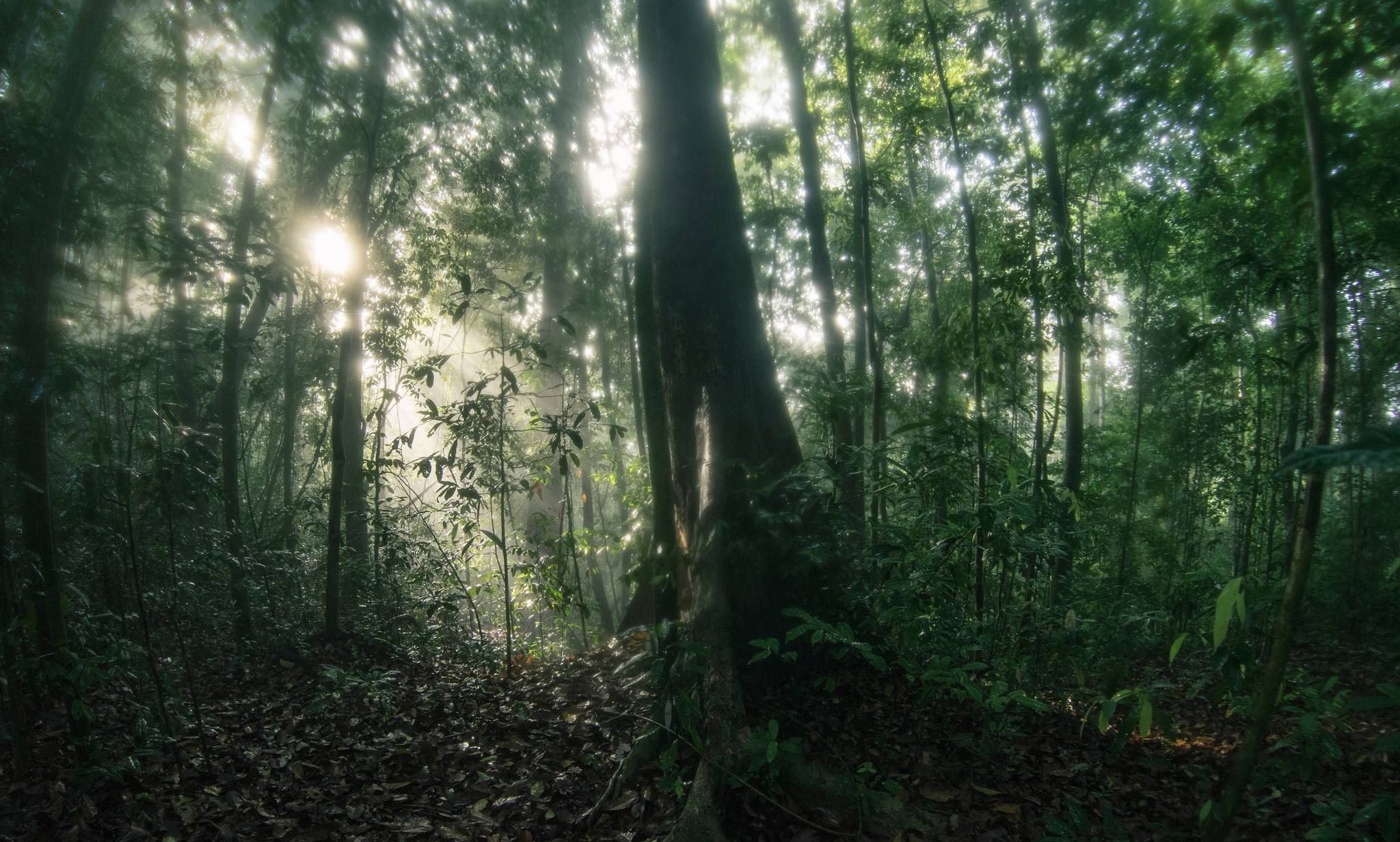 ulu muda forest