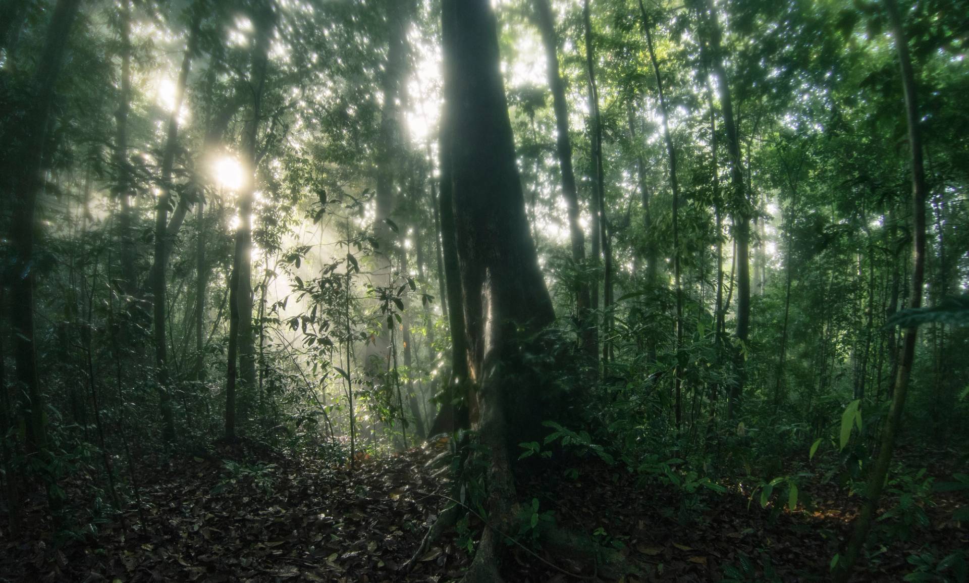 ulu muda forest