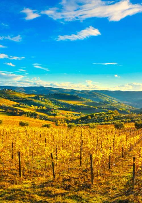 wineyards in chianti