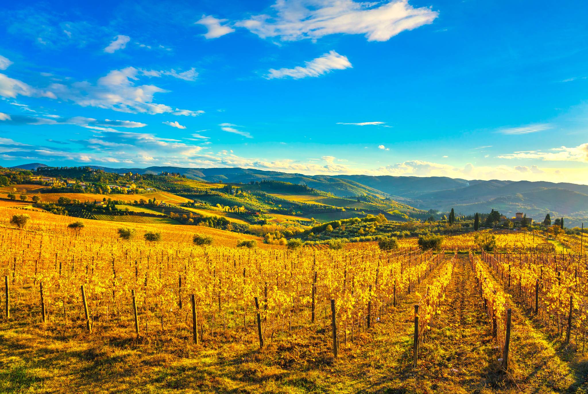 chianti vineyards