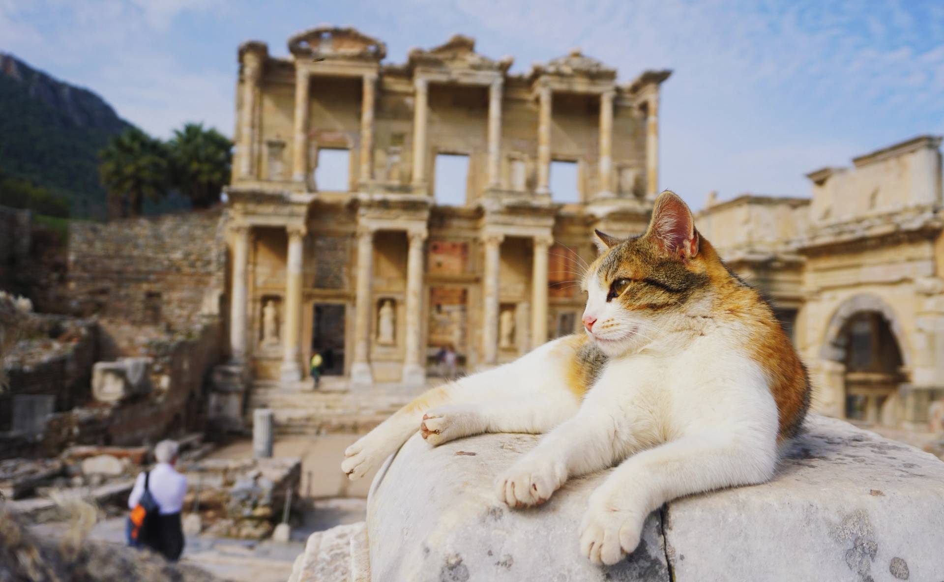 cat on rock