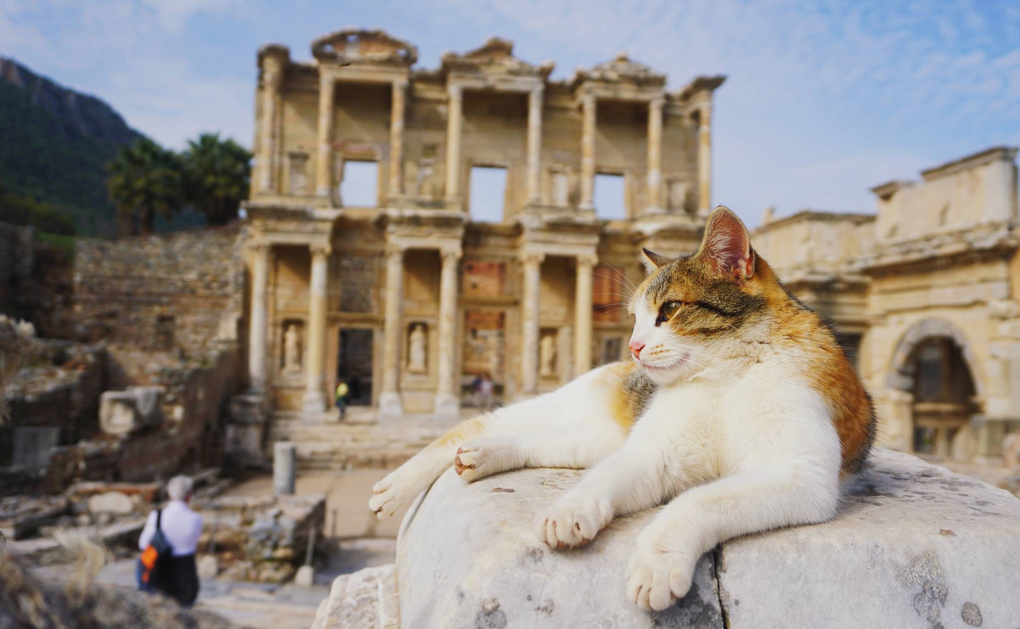cat on rock