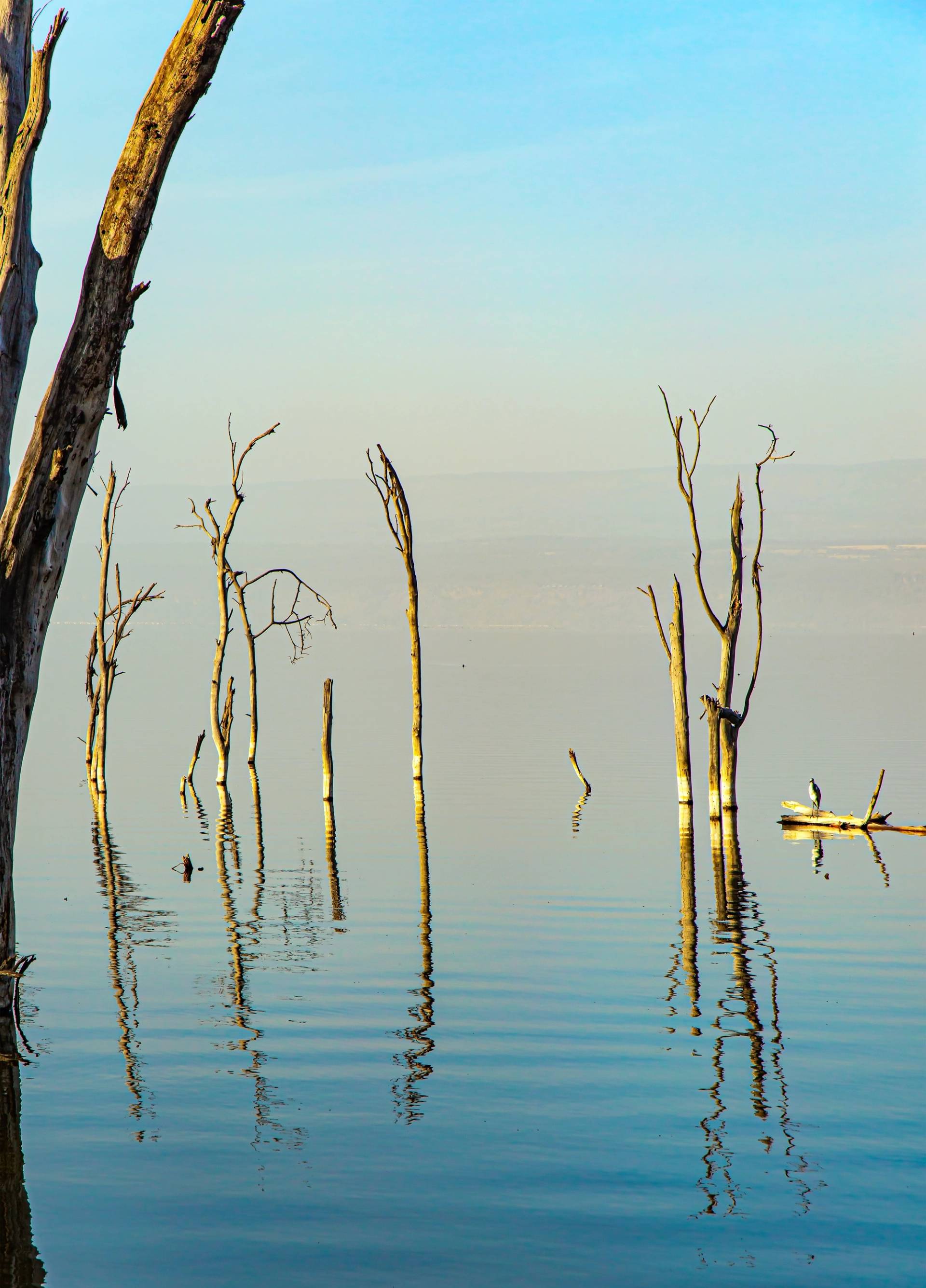 giunchi lago nakuru
