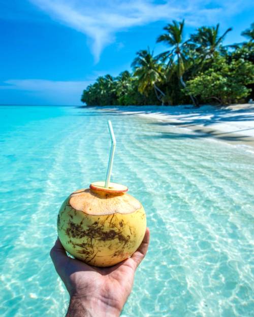 noce di cocco in riva al mare