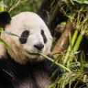 Viaggio in Cina: da Shanghai a Chengdu