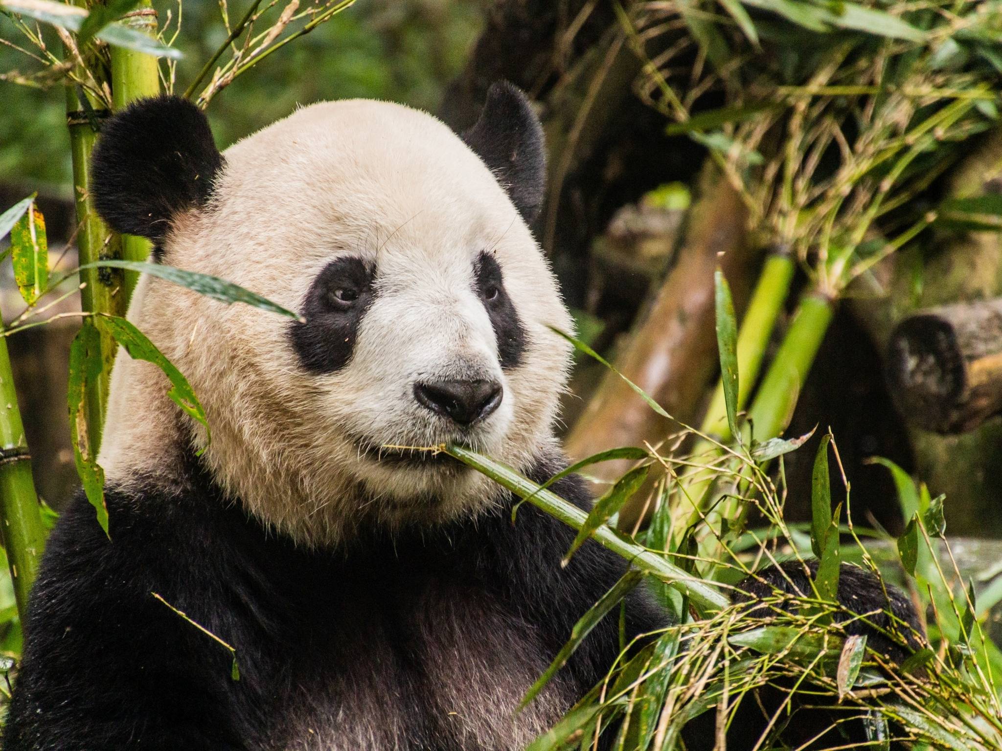 Viaggio in Cina: da Shanghai a Chengdu cover