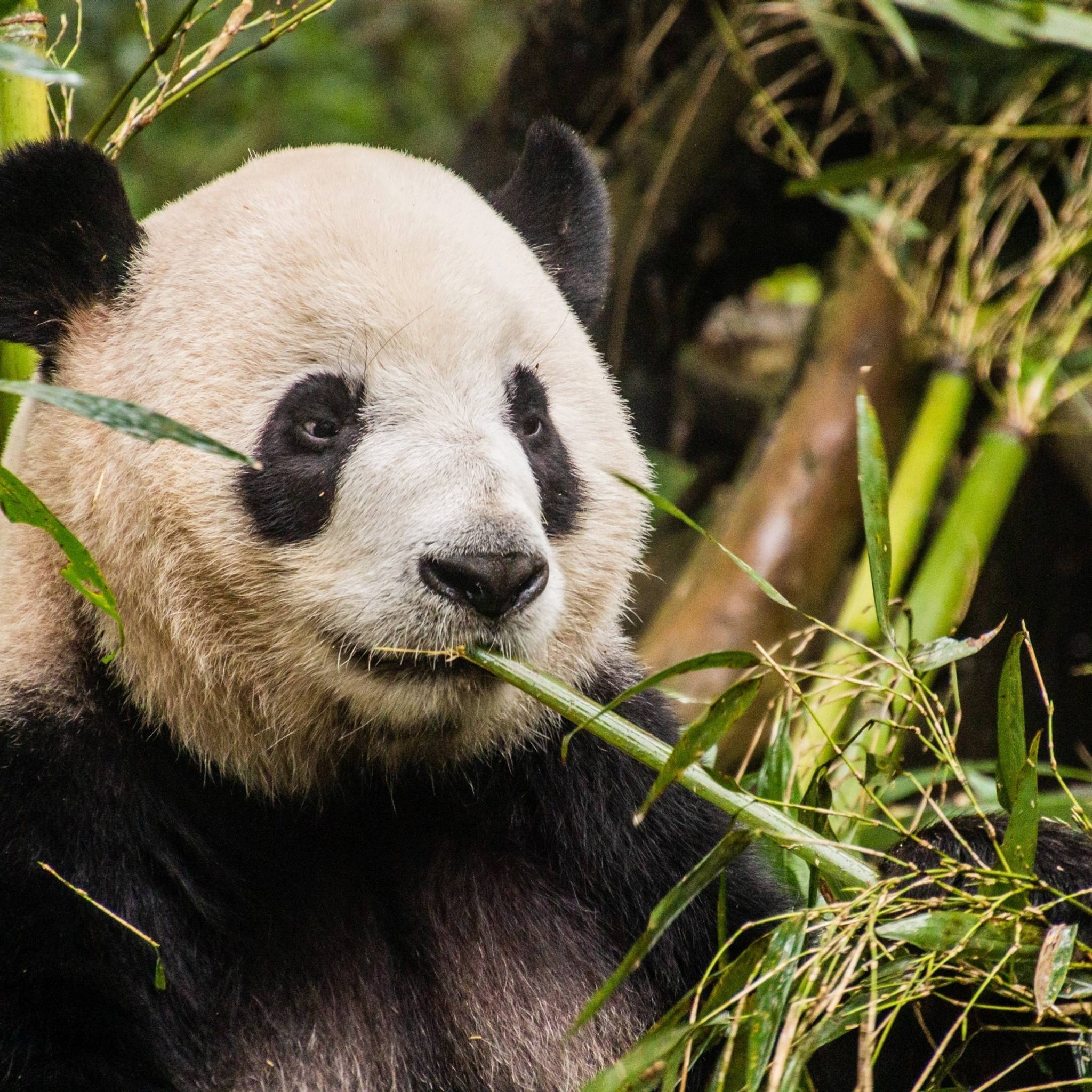 Viaggio in Cina: da Shanghai a Chengdu