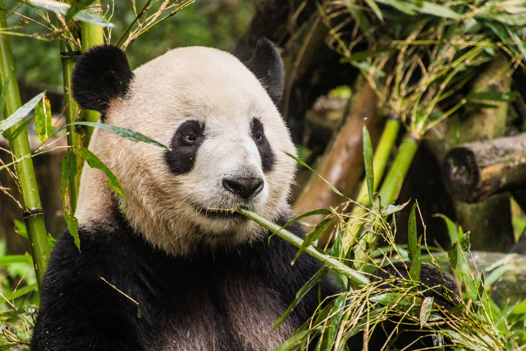 panda a chengu