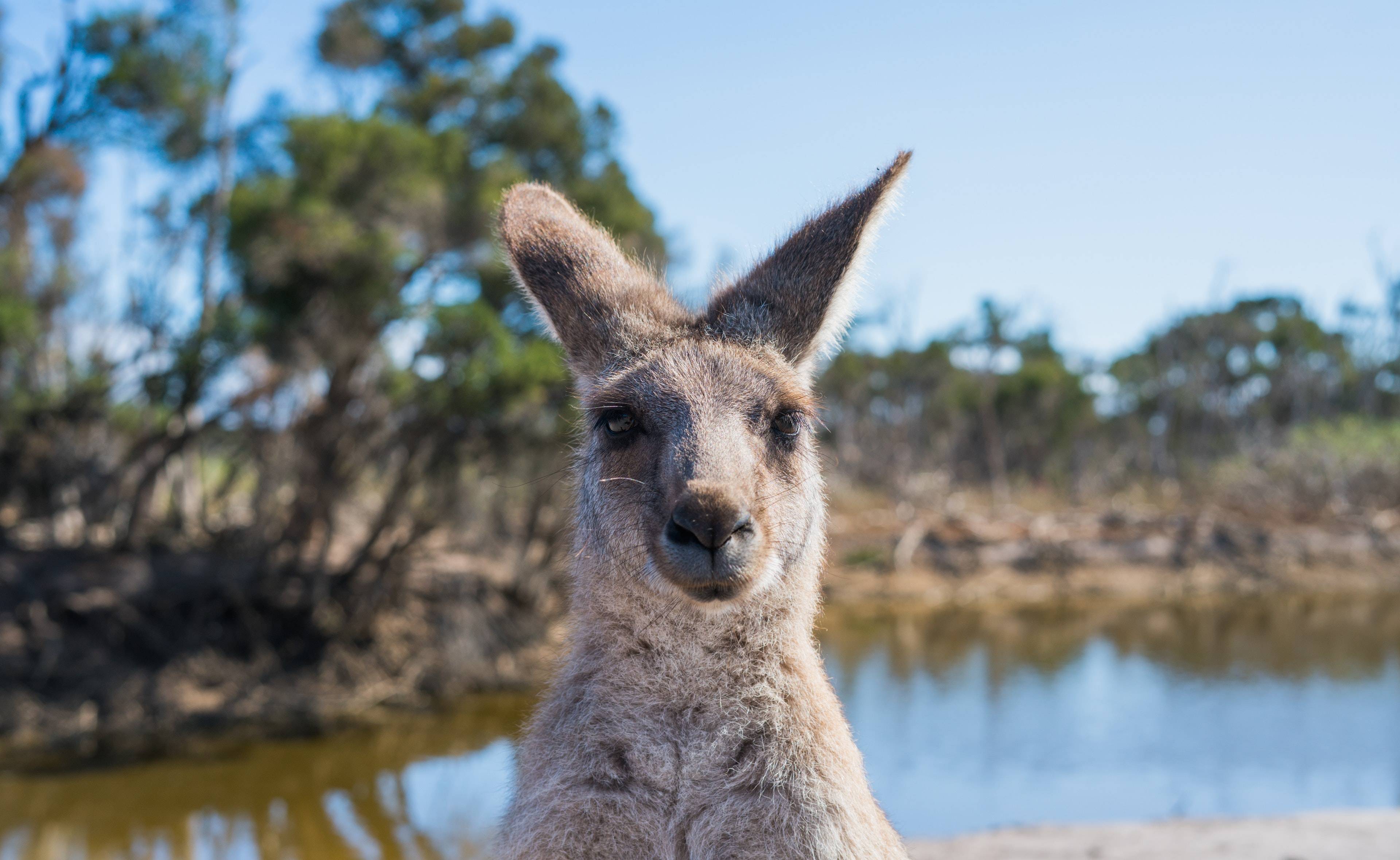 canguro australiano