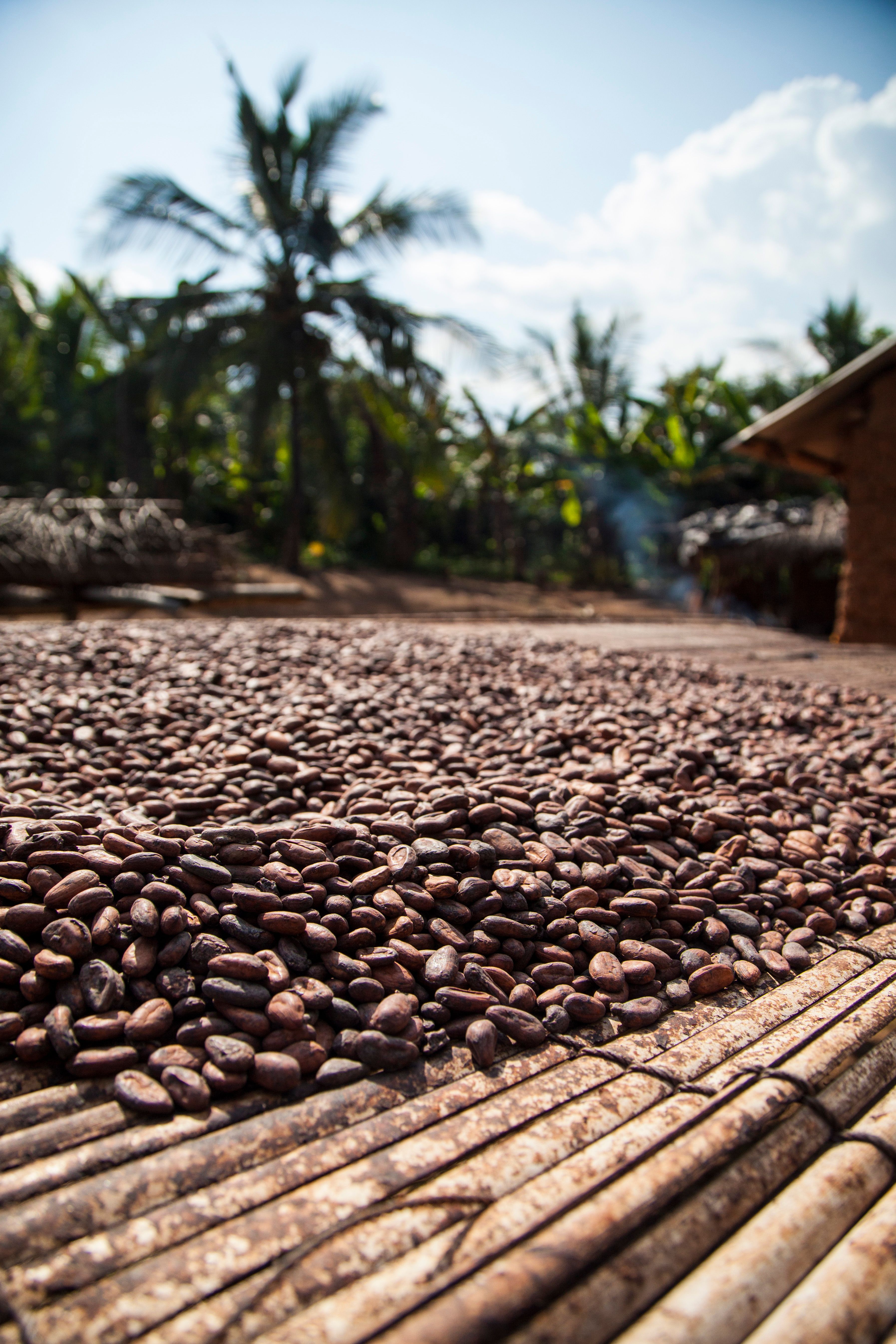 chicchi di caffe ghana