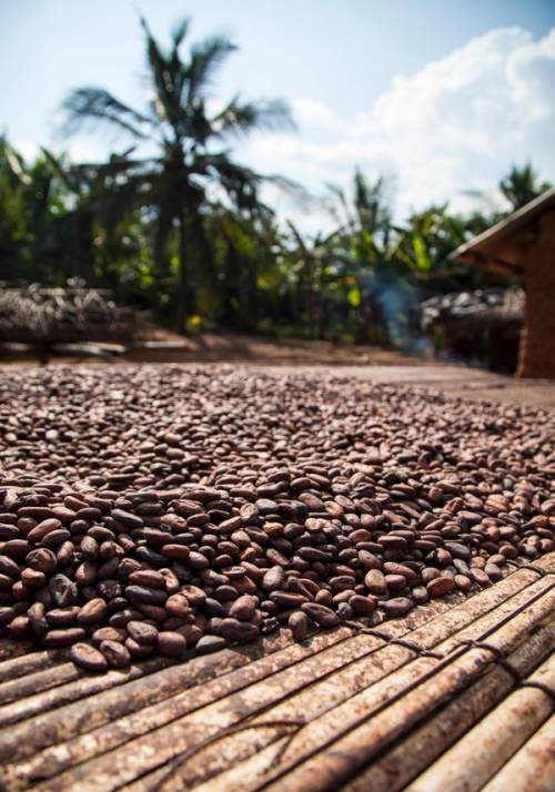 chicchi di caffe ghana