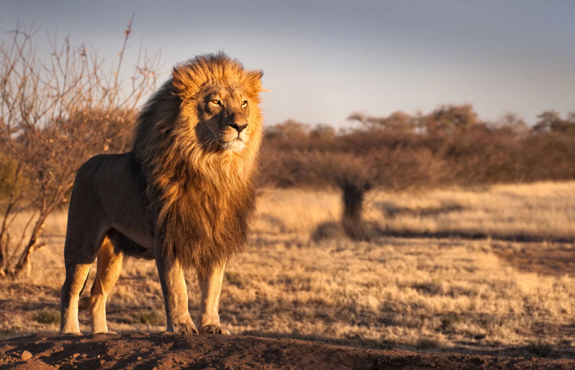 lion in the savannah