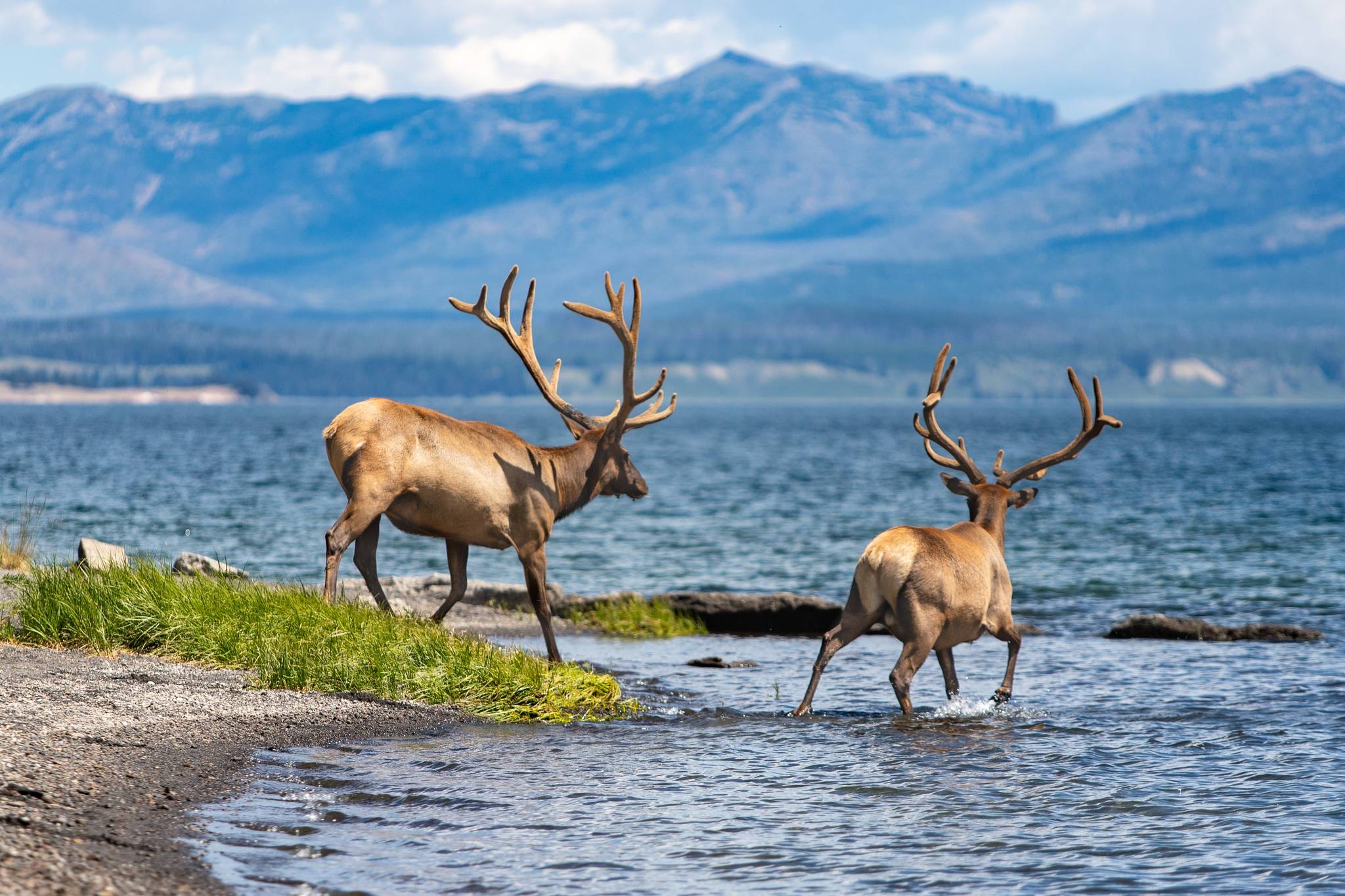 yellowstone