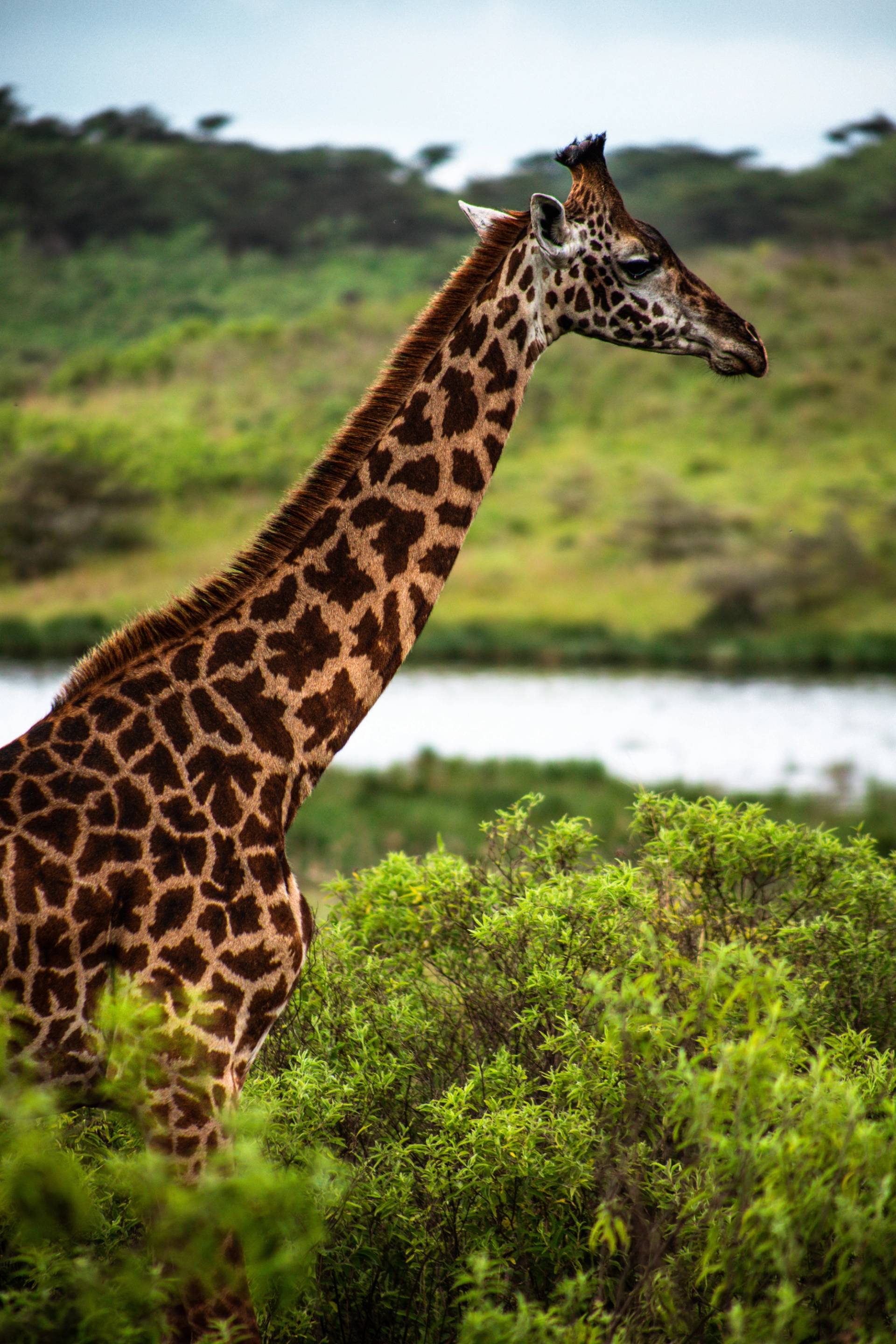 giraffe in Arusha