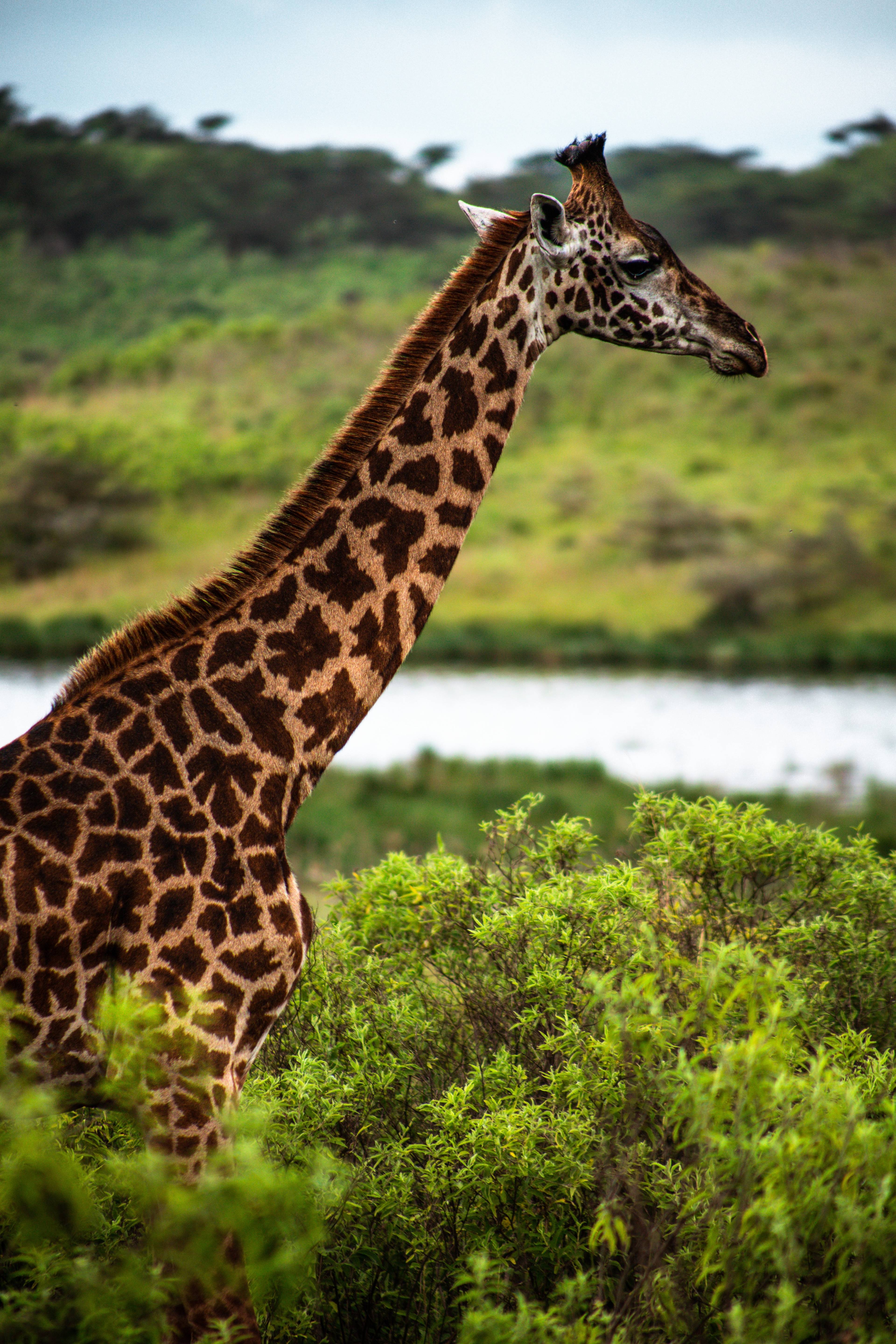 giraffa in tanzania
