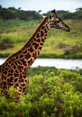 giraffa nella natura