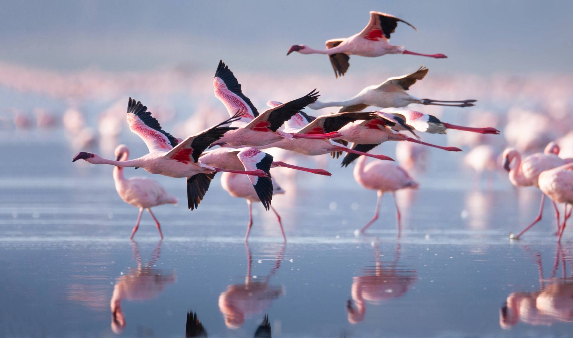 lake nakuru