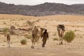 cammelli ne deserto in mauritania
