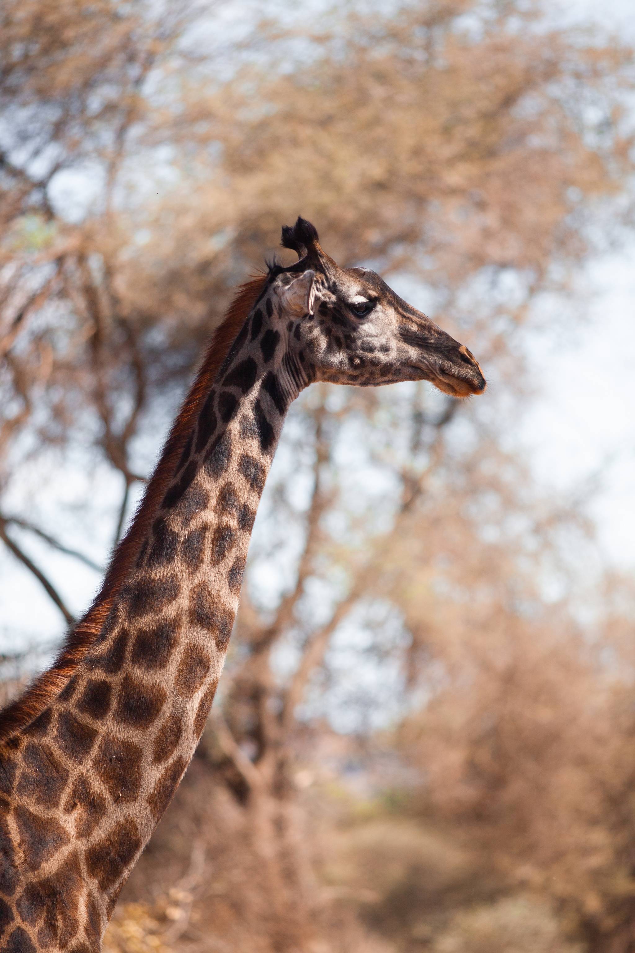 giraffa parco tarangire tanzania