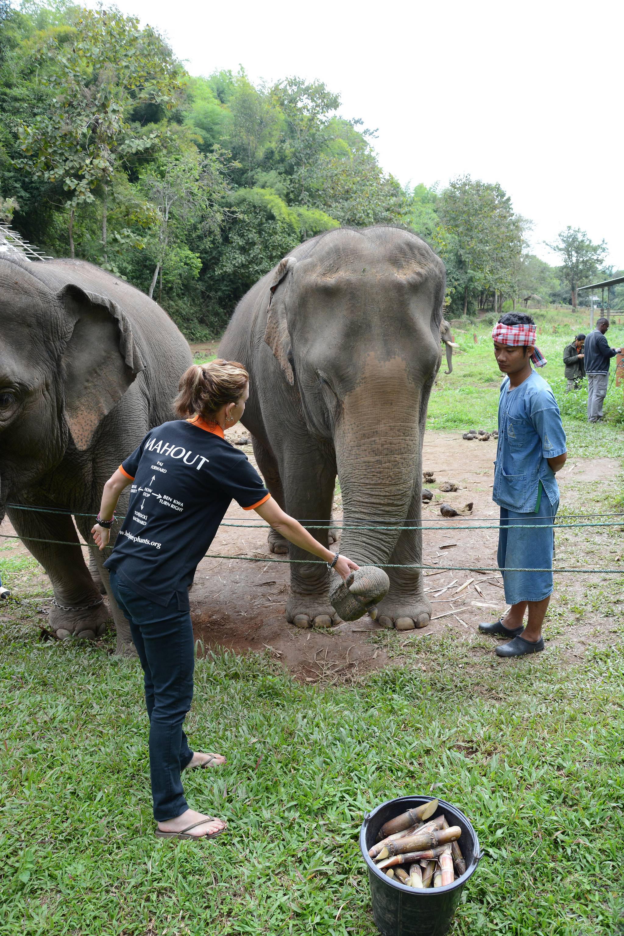 elefanti in laos