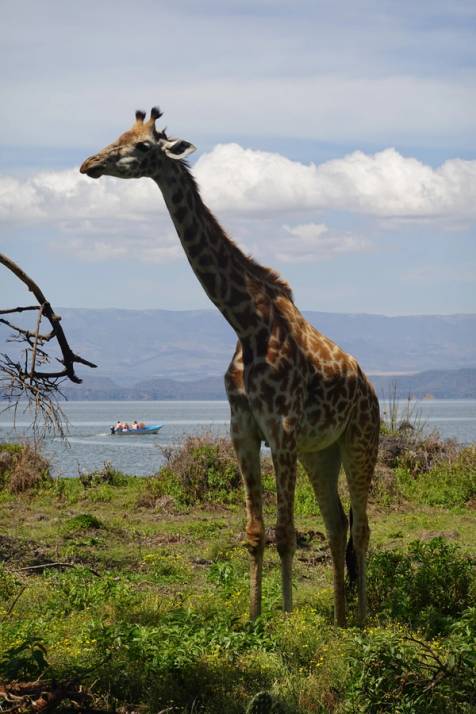 giraffa in riva al lago