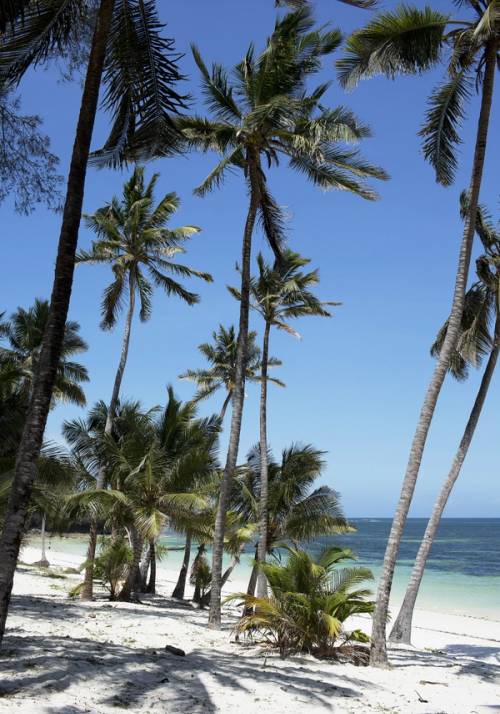 foto di spiaggia con le palme