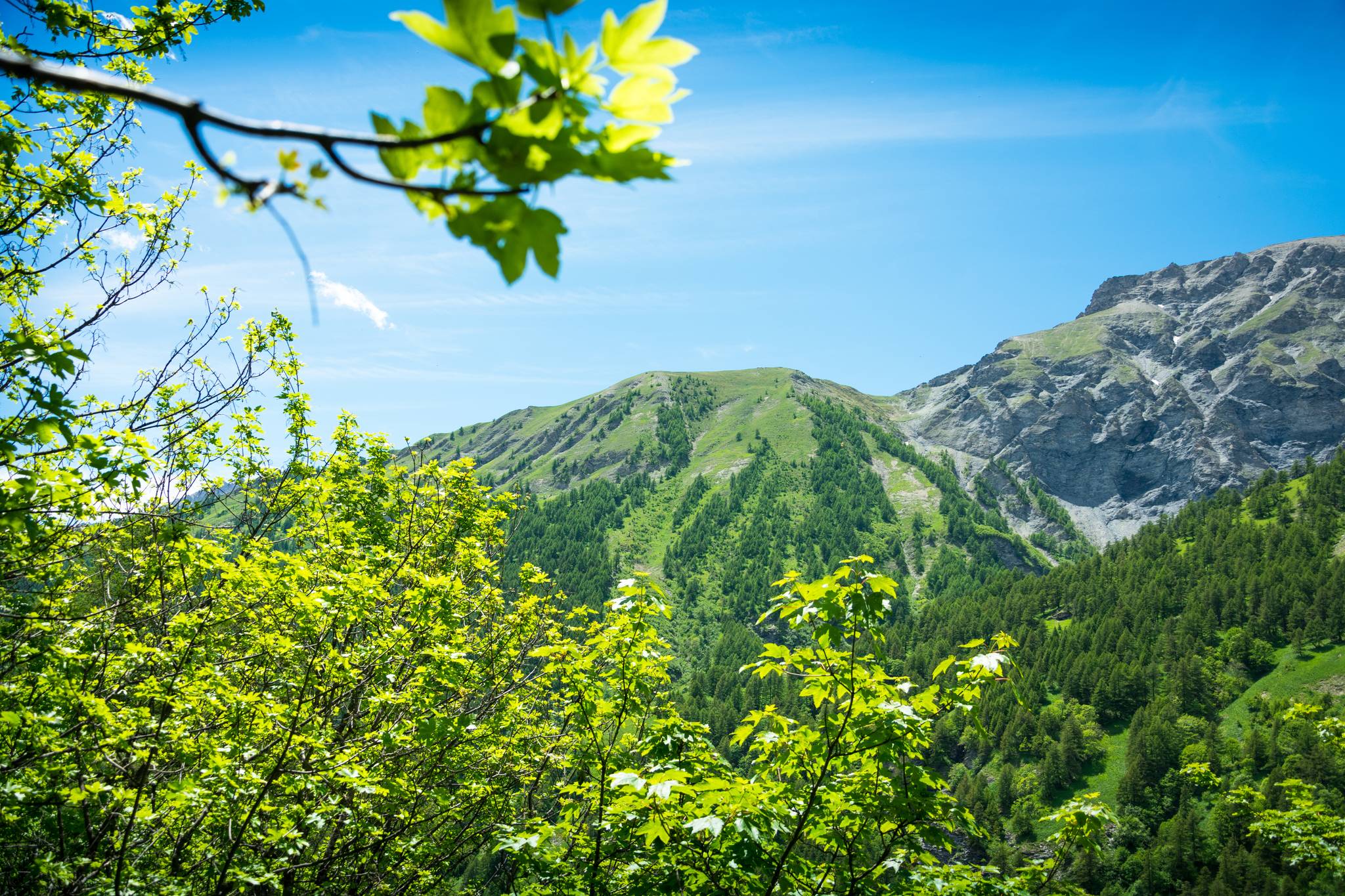 fiori e montagne verdi