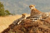 ghepardi nella savana