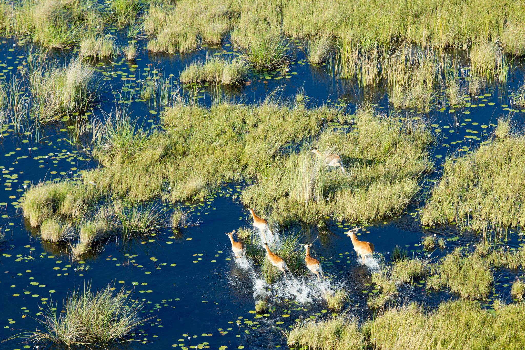 delta del okavango