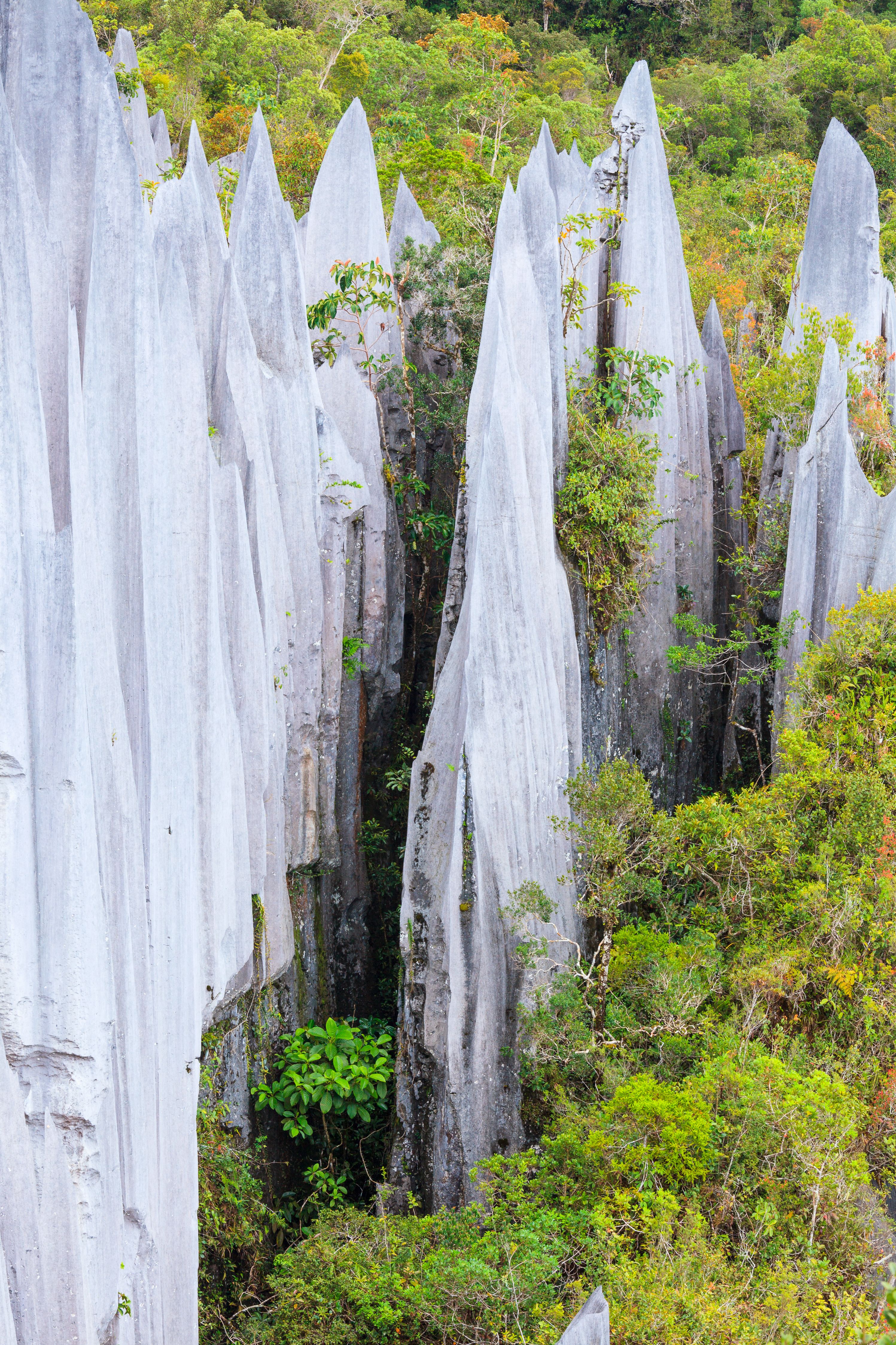 limestone pinnacles mulu national park