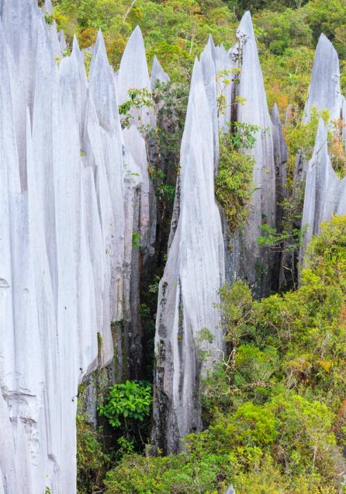 limestone pinnacles mulu national park