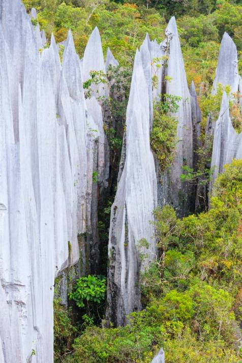 pinnacoli di pietra calcarea parco di mulu