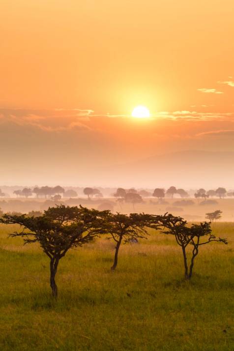 foto della savana al tramonto