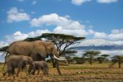 elefanti nella savana