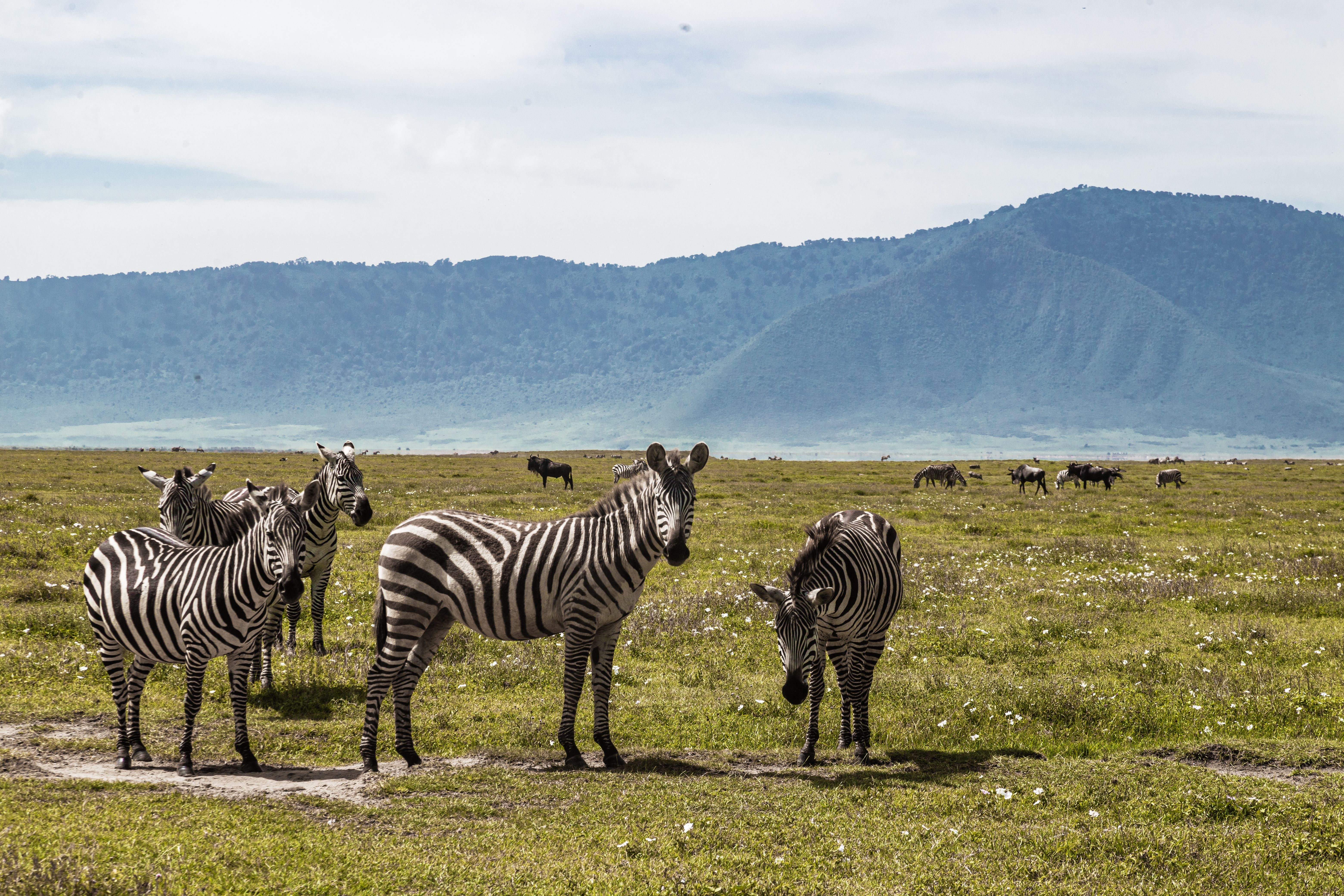 Alla scoperta della Tanzania tra Serengeti, Ngorongoro e Tarangire cover