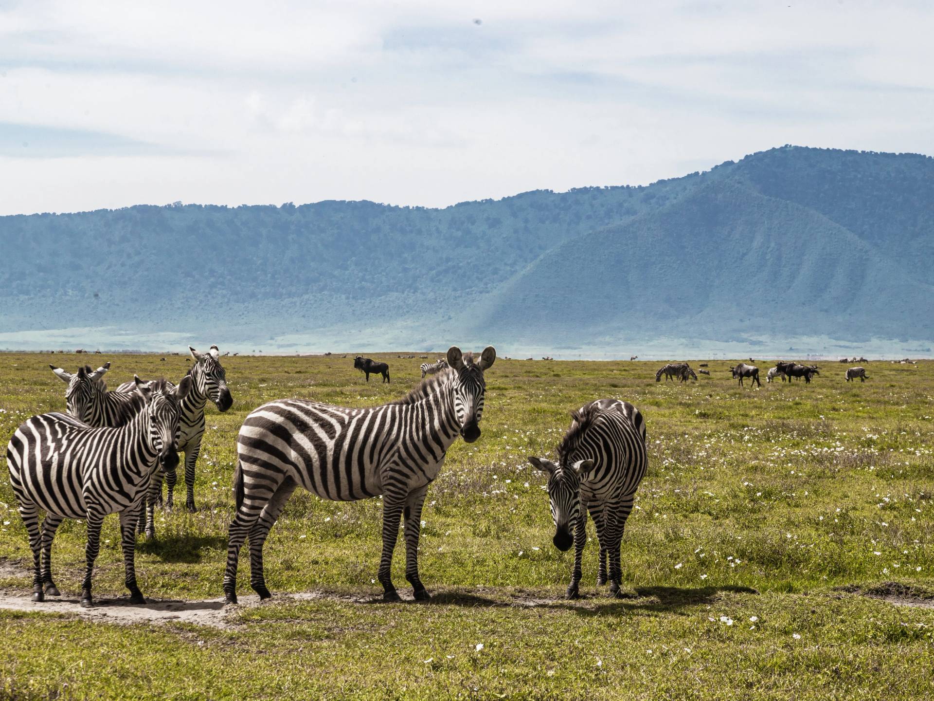 Alla scoperta della Tanzania tra Serengeti, Ngorongoro e Tarangire cover