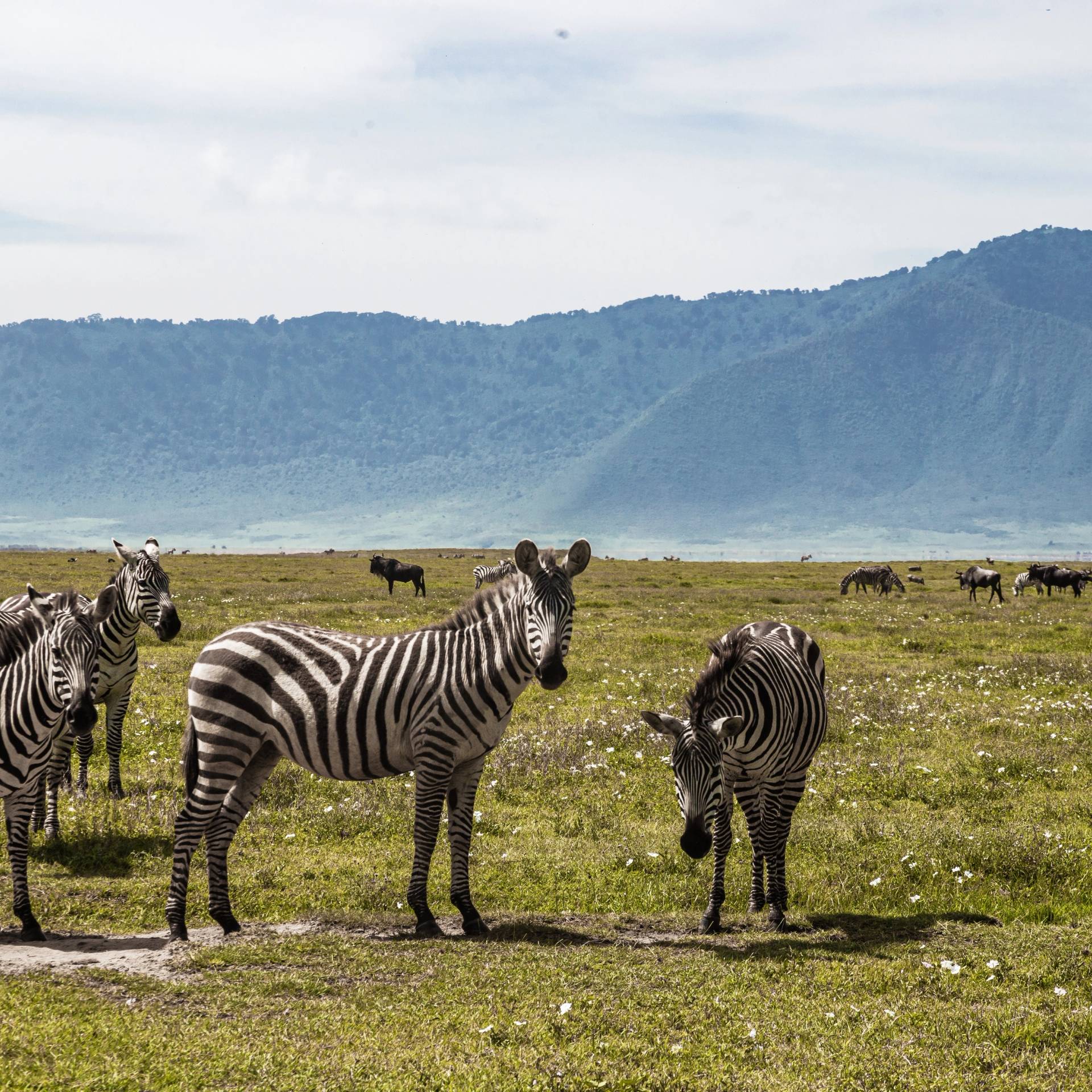 Alla scoperta della Tanzania tra Serengeti, Ngorongoro e Tarangire