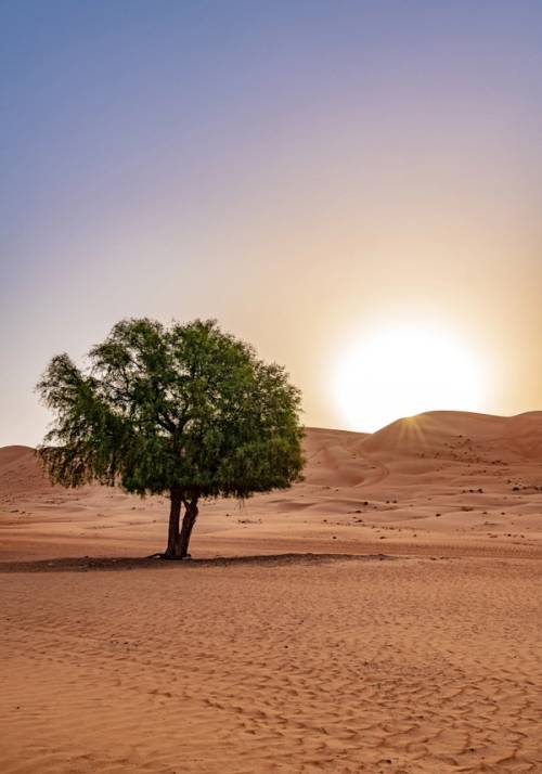 wahiba sands
