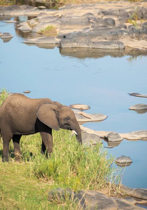 elephants drinking at Matobo National Park