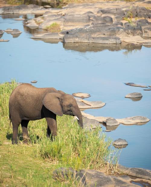 elefanti che bevono al parco nazionale di matobo