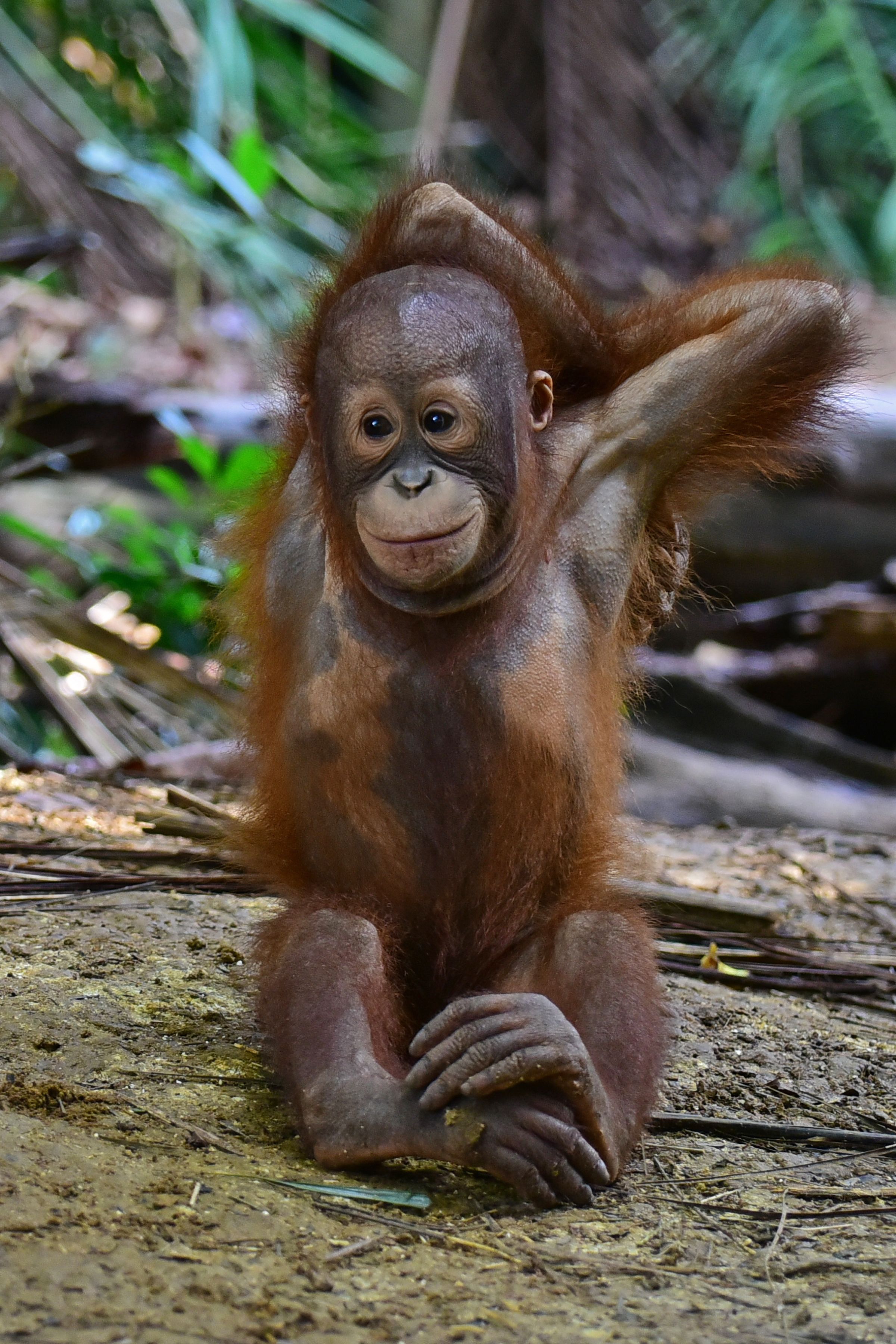Malaysian orangutan