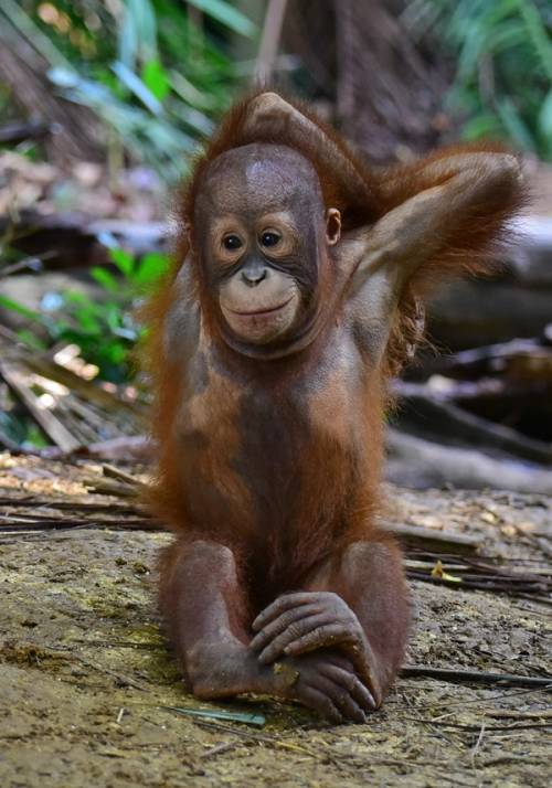 Malaysian orangutan
