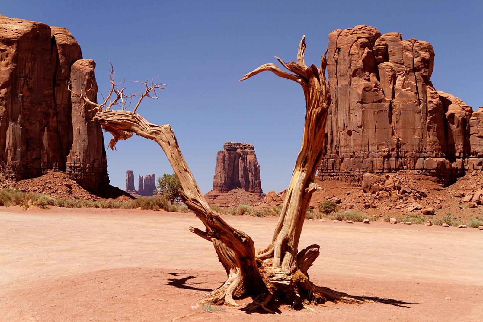 albero secco nel deserto