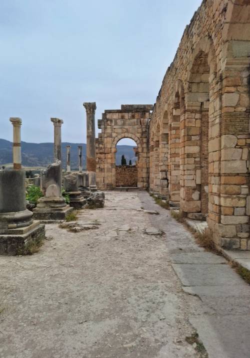 volubis