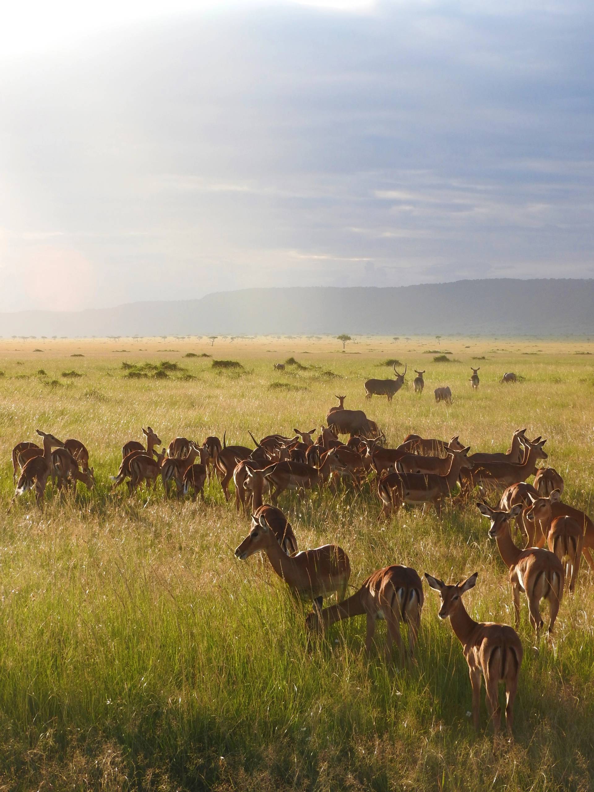 parco nazionale del serengeti